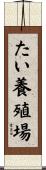 たい養殖場 Scroll