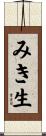 みき生 Scroll