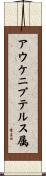 アウケニプテルス属 Scroll