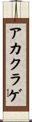 アカクラゲ Scroll