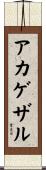 アカゲザル Scroll