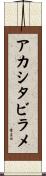 アカシタビラメ Scroll