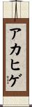 アカヒゲ Scroll