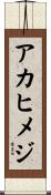 アカヒメジ Scroll