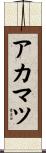 アカマツ Scroll