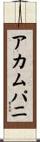 アカムパニ Scroll