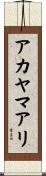 アカヤマアリ Scroll