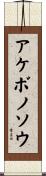 アケボノソウ Scroll