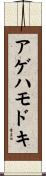 アゲハモドキ Scroll