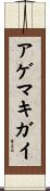 アゲマキガイ Scroll