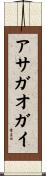アサガオガイ Scroll