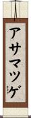 アサマツゲ Scroll