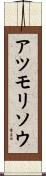 アツモリソウ Scroll