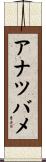 アナツバメ Scroll