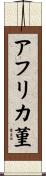 アフリカ菫 Scroll