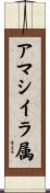 アマシイラ属 Scroll