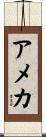 アメカ Scroll