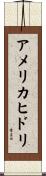 アメリカヒドリ Scroll