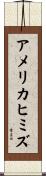アメリカヒミズ Scroll