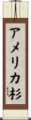 アメリカ杉 Scroll