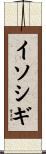イソシギ Scroll
