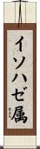 イソハゼ属 Scroll