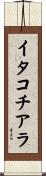 イタコチアラ Scroll