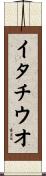 イタチウオ Scroll