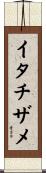 イタチザメ Scroll