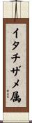 イタチザメ属 Scroll