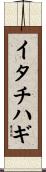イタチハギ Scroll