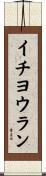 イチヨウラン Scroll