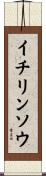 イチリンソウ Scroll