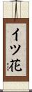 イツ花 Scroll