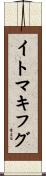 イトマキフグ Scroll