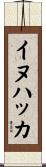 イヌハッカ Scroll