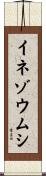 イネゾウムシ Scroll