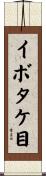 イボタケ目 Scroll