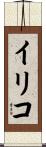 イリコ Scroll