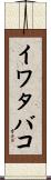 イワタバコ Scroll