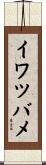 イワツバメ Scroll