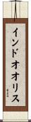 インドオオリス Scroll