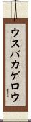 ウスバカゲロウ Scroll