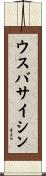 ウスバサイシン Scroll