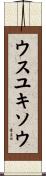 ウスユキソウ Scroll