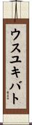 ウスユキバト Scroll