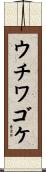 ウチワゴケ Scroll