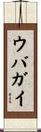 ウバガイ Scroll