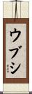 ウブシ Scroll