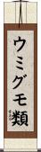 ウミグモ類 Scroll